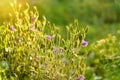 Flowers on the setting sun. Beautiful background of a field of nature with solar glare. Bokeh, Silhouettes of wild grass Royalty Free Stock Photo