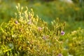 Dry wildflowers and grass in a meadow in the bright golden rays of the sun with lens flare and glare. Selective focus Royalty Free Stock Photo