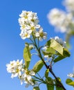 Flowers on a shadberry tree against a blue sky in spring. Close-up Royalty Free Stock Photo