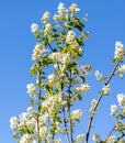 Flowers on a shadberry tree against a blue sky in spring. Close-up Royalty Free Stock Photo