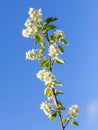 Flowers on a shadberry tree against a blue sky in spring. Close-up Royalty Free Stock Photo
