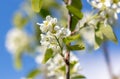 Flowers on a shadberry tree against a blue sky in spring. Close-up Royalty Free Stock Photo