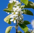 Flowers on a shadberry tree against a blue sky in spring. Close-up Royalty Free Stock Photo