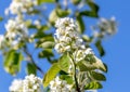 Flowers on a shadberry tree against a blue sky in spring. Close-up Royalty Free Stock Photo