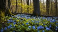 Flowers in shades of blue bloom within a spring forest Royalty Free Stock Photo