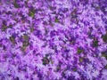 Flowers in Shades of Purple and Lavender Flowerscape Royalty Free Stock Photo
