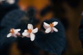 The flowers in shadow, this picture is created in Rome in the garden, this flowers il called Glass flowers Royalty Free Stock Photo