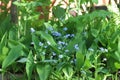 Flowers in a shady part of the garden - lily of the valley, Water Forget-Me-Not, ferns