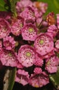 Flowers Of The Sheep Laurel Growing In The Adirondak Forest Pres