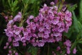 Flowers Of The Sheep Laurel Growing In The Adirondak Forest Preserve, NY