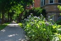 Flowers along a Sidewalk with Residential Buildings in the Edgewater Neighborhood of Chicago Royalty Free Stock Photo