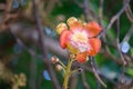 Flowers of Shorea robusta also known as sal, sakhua or shala tree