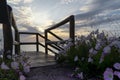 Flowers on the shores seaside