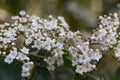 The flowers of the shrub Viburnum tinus 'Gwenllian' flowering in February