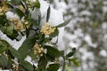 The flowers of the shrub Viburnum tinus 'Gwenllian' flowering in February at the end of winter