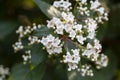 The flowers of the shrub Viburnum tinus 'Gwenllian' flowering in February