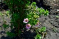 Flowers shrubby Potentilla lovely pink. Royalty Free Stock Photo