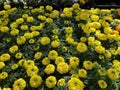 Flowers For Sale At Lowes Garden Center