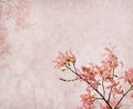 Flowers of the Silk Floss Tree, Chorisia Speciosa