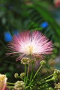 Flowers of silktree Royalty Free Stock Photo