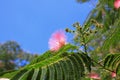 Flowers of silktree Royalty Free Stock Photo