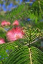 Flowers of silktree Royalty Free Stock Photo