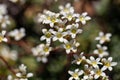 Flowers of silver saxifrage, Saxifraga crustata Royalty Free Stock Photo