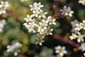 Flowers of silver saxifrage, Saxifraga crustata Royalty Free Stock Photo