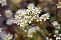 Flowers of silver saxifrage, Saxifraga crustata Royalty Free Stock Photo