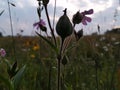 Flowers and sky