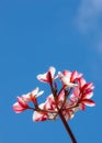 Flowers, sky and plant outdoor for nature, spring and garden in environment for bud and bloom for petal. Plumeria, grow Royalty Free Stock Photo