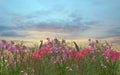 Flowers and  sky wild field  in countryside   sun light  dramatic  clouds  colorful  sunset sky  summer nature background Royalty Free Stock Photo