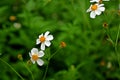 Flowers and small bees