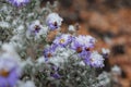 The flowers of small purple autumn asters are covered with the first snow Royalty Free Stock Photo