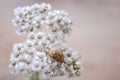 Flowers Snail Royalty Free Stock Photo