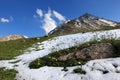 Flowers and snow