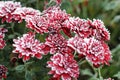 Chrysanthemums in the snow. Flowers