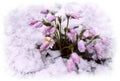 Flowers and snow