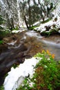 Flowers, snow and river