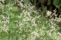 Flowers of snow-white wood-rush plants, Luzula nivea Royalty Free Stock Photo