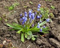 Flowers snowdrop