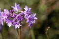 Society garlic Tulbaghia violacea