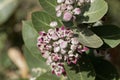 Flowers of a Sodom apple bush Calotropis procera Royalty Free Stock Photo