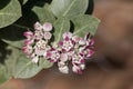 Flowers of a Sodom apple bush Calotropis procera Royalty Free Stock Photo