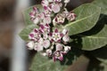 Flowers of a Sodom apple bush Calotropis procera Royalty Free Stock Photo