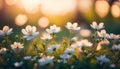 Flowers - Soft Focus Effect. Depth of Field. DOF - Depth of Field.