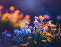 Flowers - Soft Focus Effect. Depth of Field. DOF - Depth of Field.