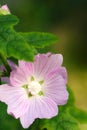 Flowers, Soft Pink Flower