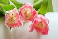 Flowers of soft pink tulips close-up view Royalty Free Stock Photo