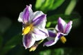 Flowers of Solanum muricatum Royalty Free Stock Photo